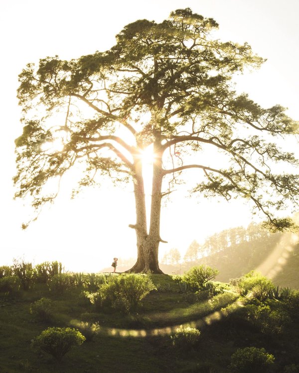 Quel est le rôle de l'Iliade et de l'Odyssée dans la littérature classique ?